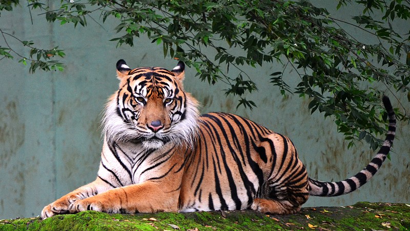 Live: Celebrate International Tiger Day