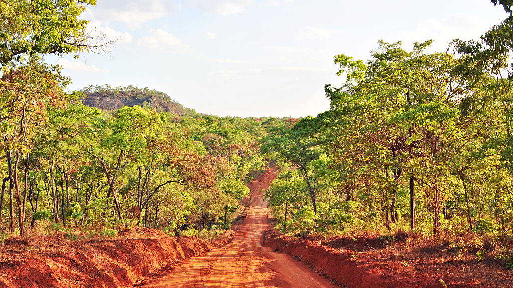 Woodland in northern Mozambique. /CFP