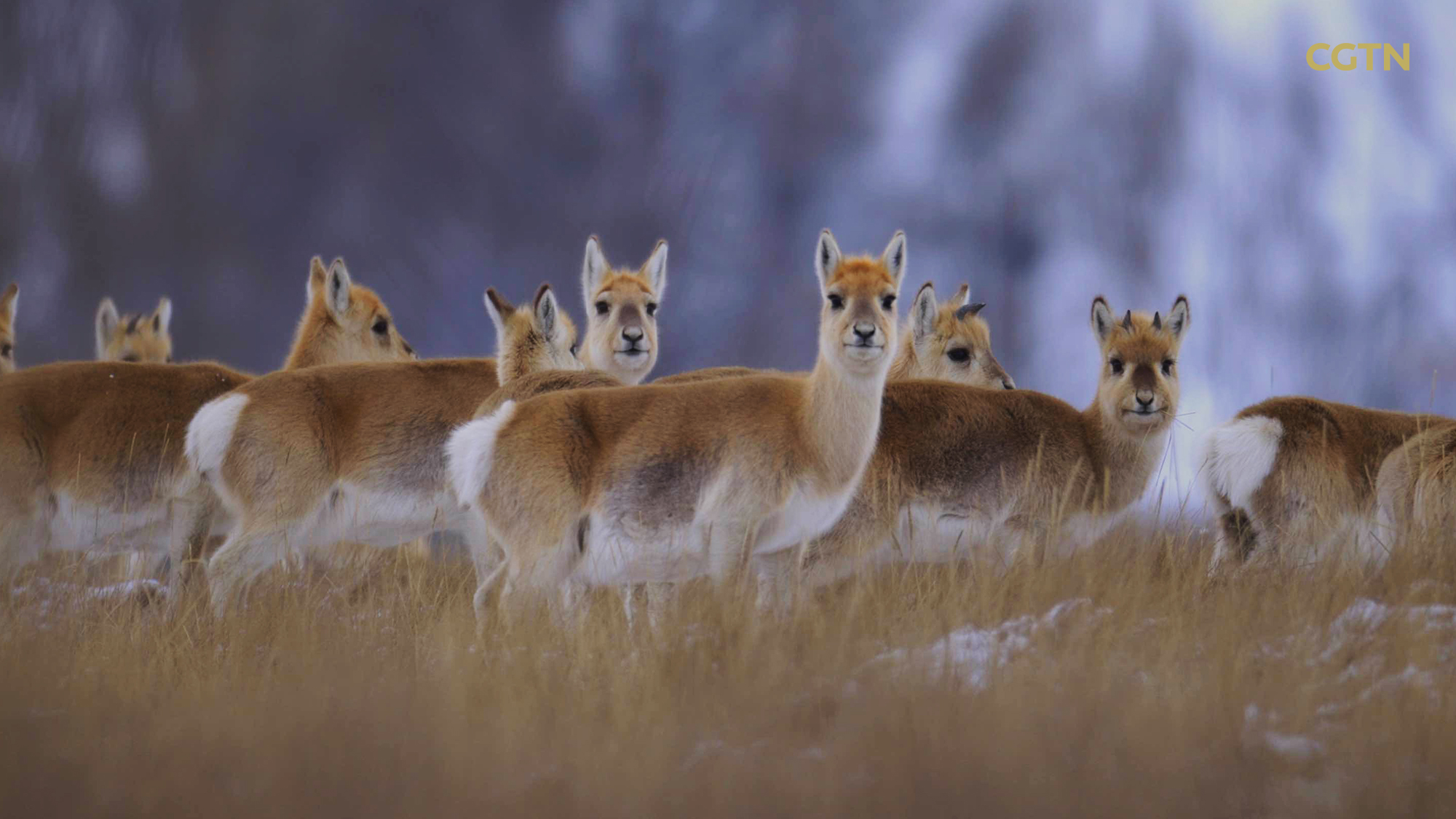 CGTN Nature to release 'Journeys in Nature: Super Nanny Series'