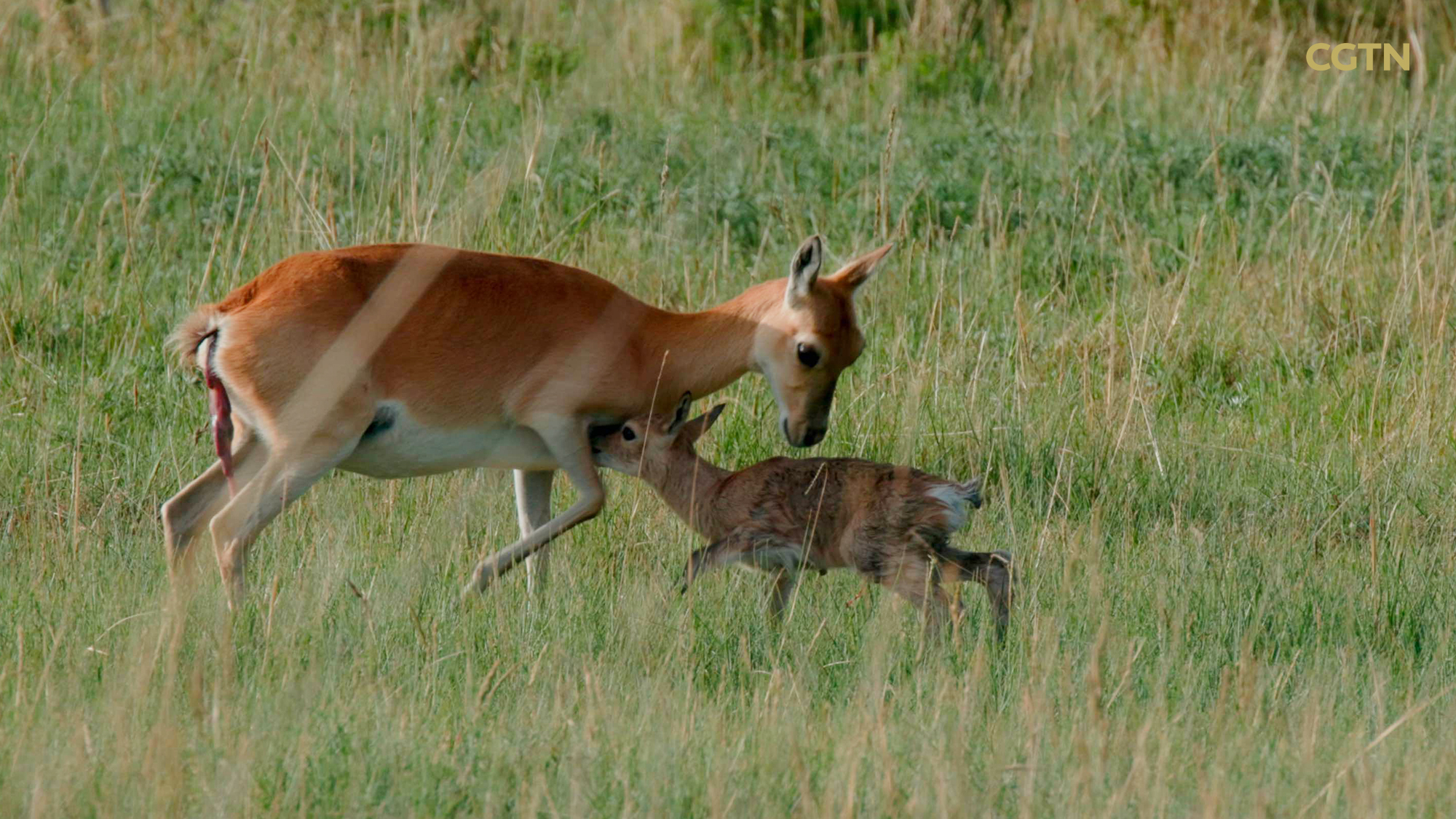 CGTN Nature to release 'Journeys in Nature: Super Nanny Series'