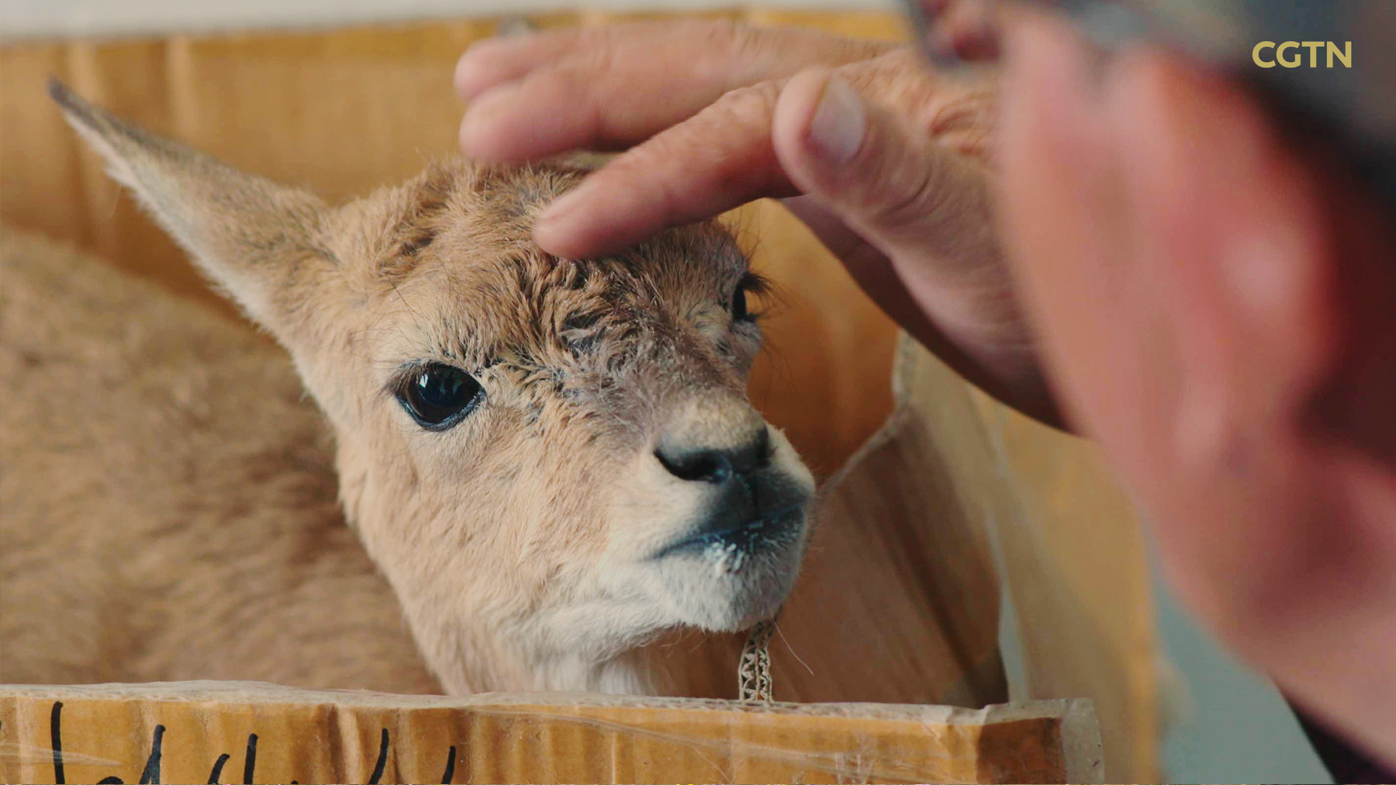 CGTN Nature to release 'Journeys in Nature: Super Nanny Series'