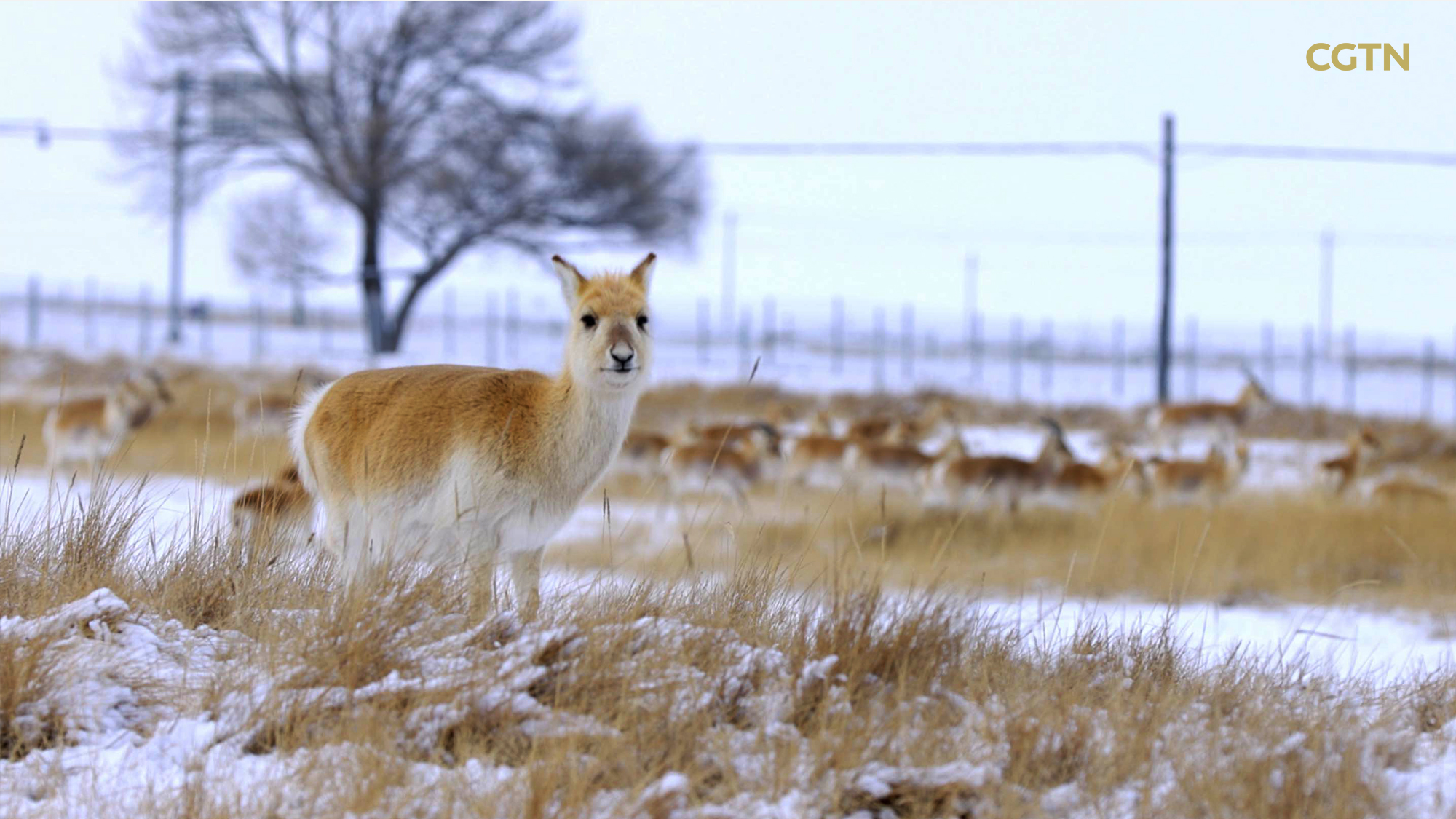 CGTN Nature to release 'Journeys in Nature: Super Nanny Series'