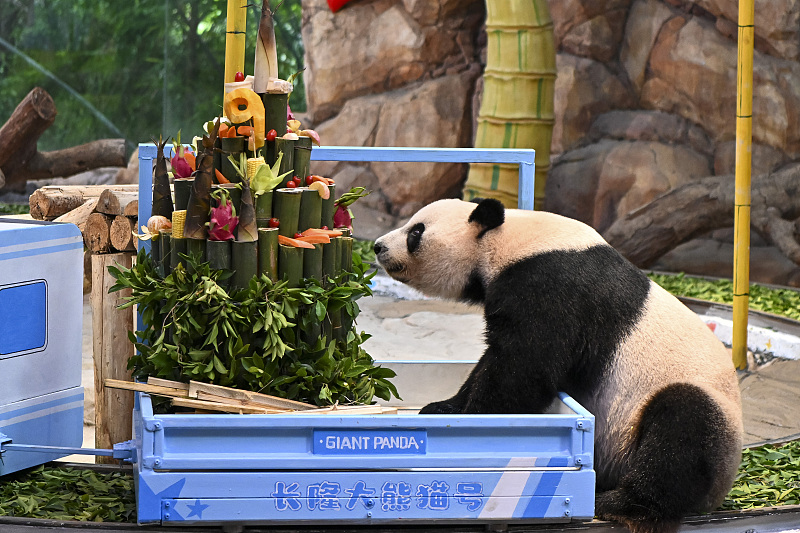Giant panda 