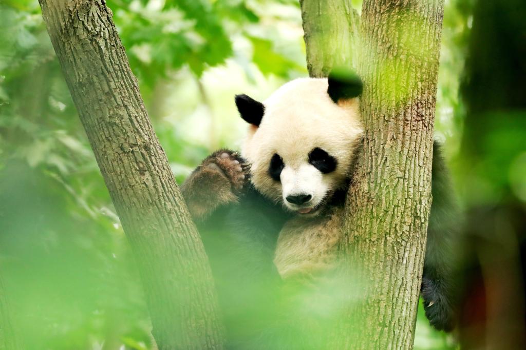 As an endearing and furry feature of Chengdu, the place is well known as the hometown of pandas. This photo taken on August 19, 2020 shows a giant panda resting in a tree in Chengdu, Sichuan Province. /CFP