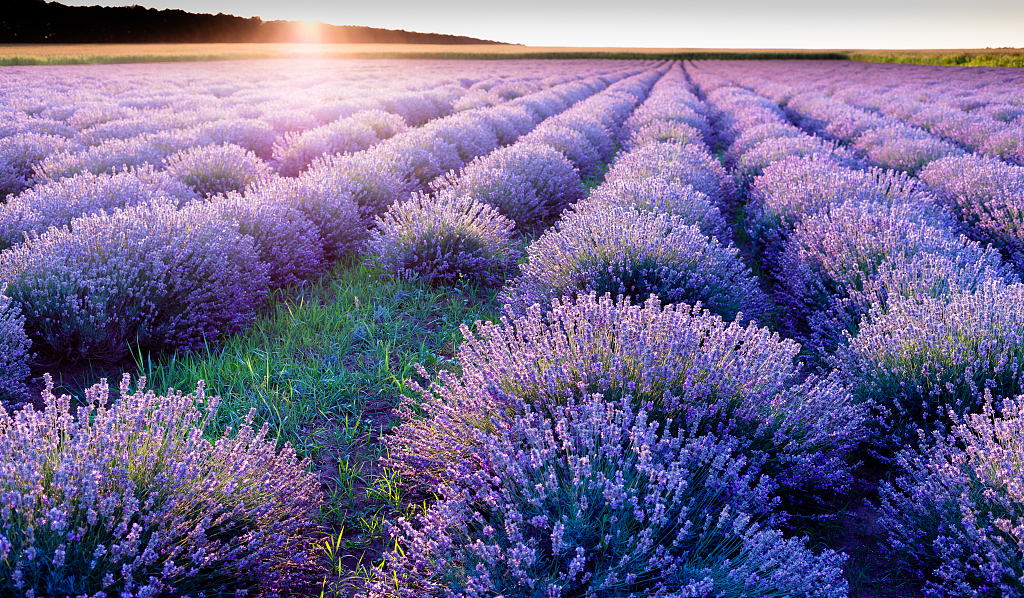A lavender field in Bulgaria. /CFP
