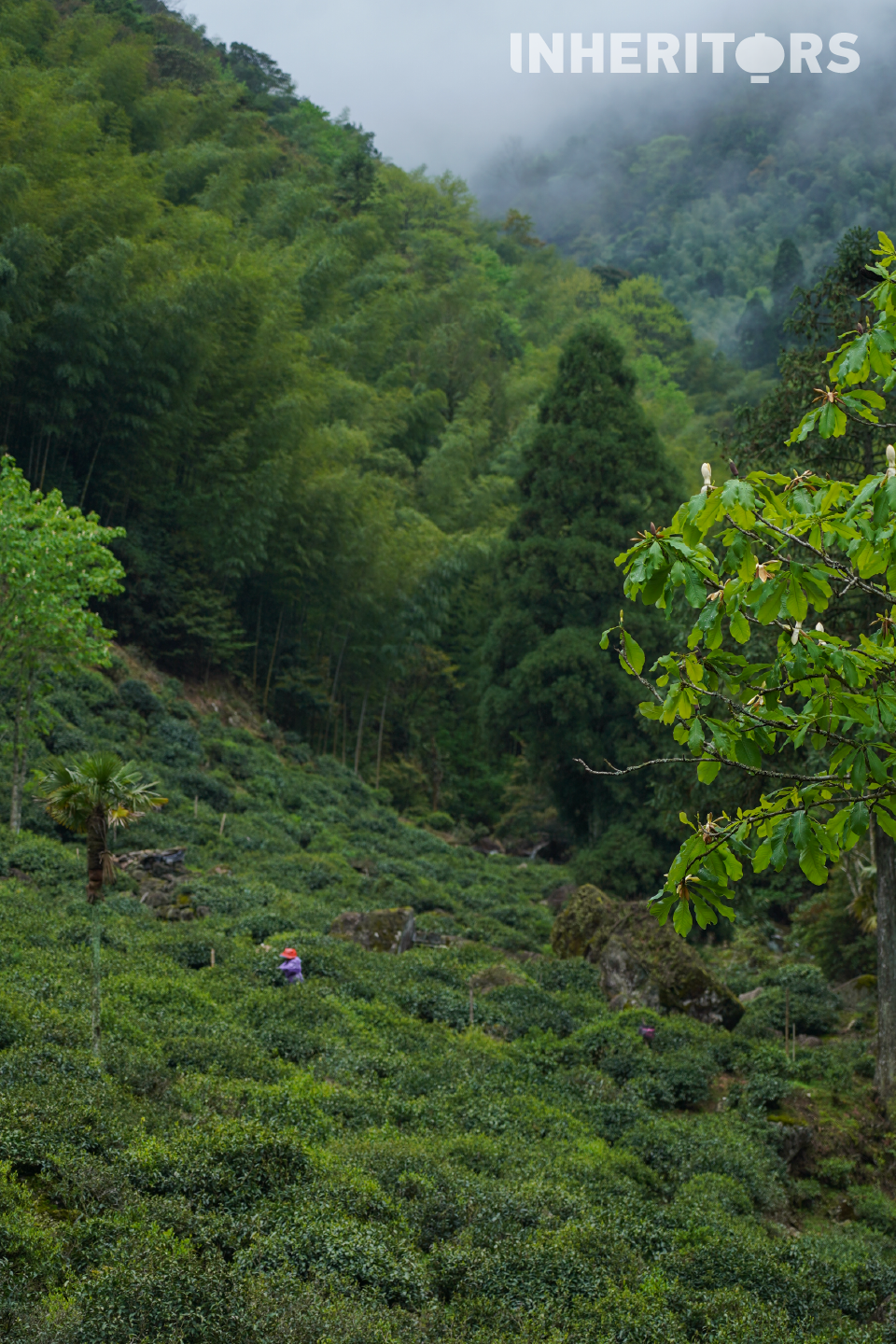 A view of the tea-picking season in the Wuyi Mountains, Fujian Province. /CGTN