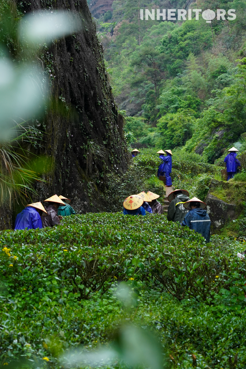 A view of the tea-picking season in the Wuyi Mountains, Fujian Province. /CGTN