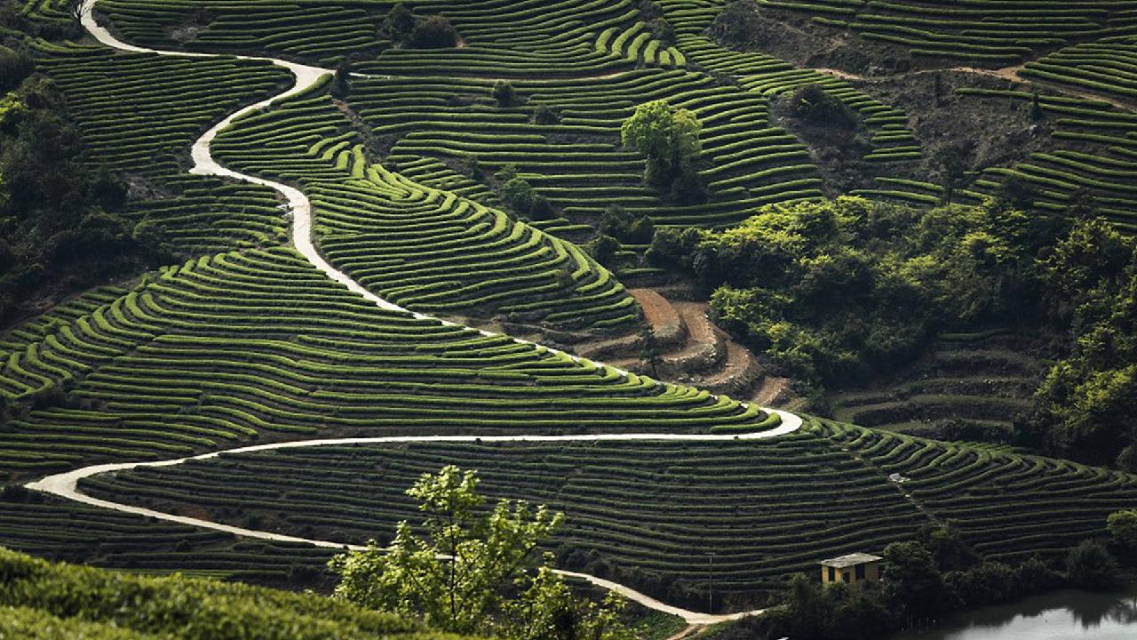 Breathtaking tea gardens in China CGTN
