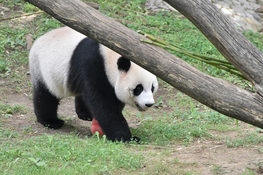 This photo taken on July 22 shows Xiao Qi Ji walking at the Smithsonian's National Zoo as a celebration was held to mark his mother Mei Xiang's 25th birthday. /CFP