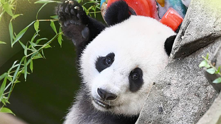 Giant panda Xiao Qi Ji set to celebrate 3rd birthday in the U.S. - CGTN