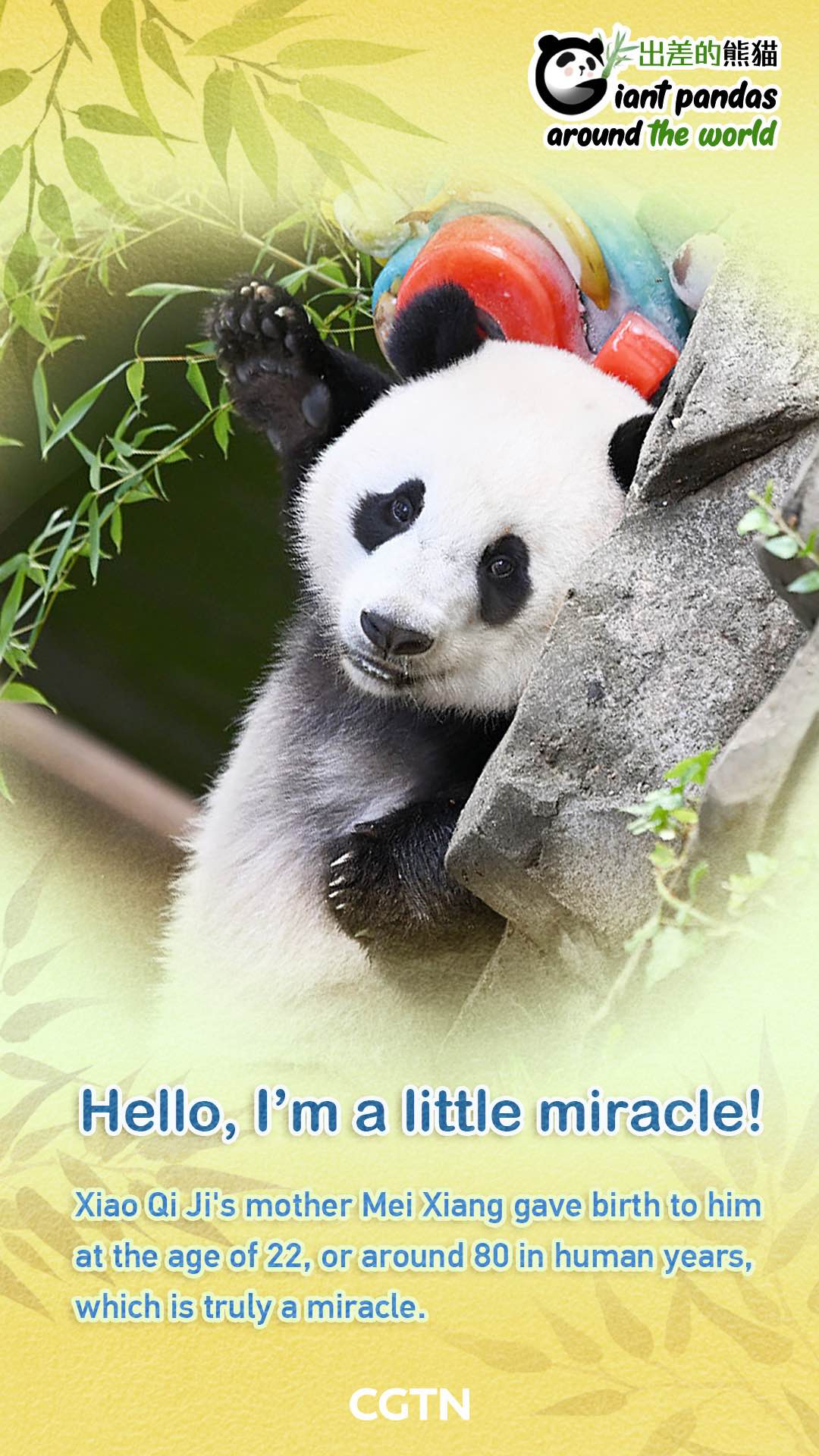 Giant panda Xiao Qi Ji set to celebrate 3rd birthday in the U.S.