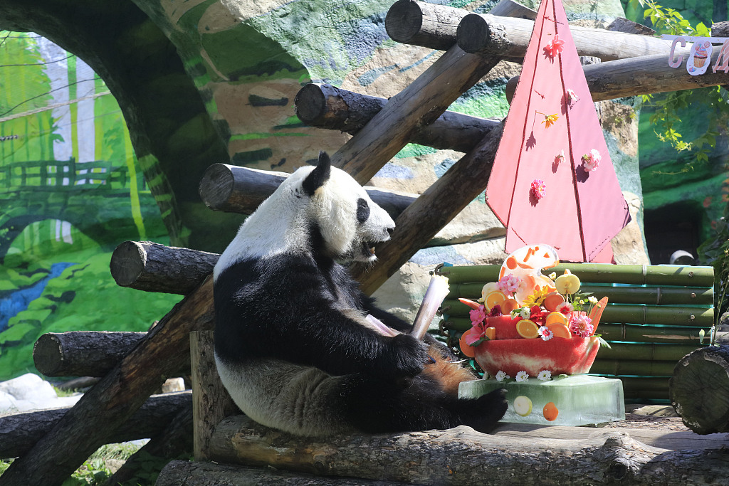 Giant panda Ding Ding sits next to a special cake made for her and Ru Yi’s birthday at Moscow Zoo in Russia, July 30, 2023. /CFP