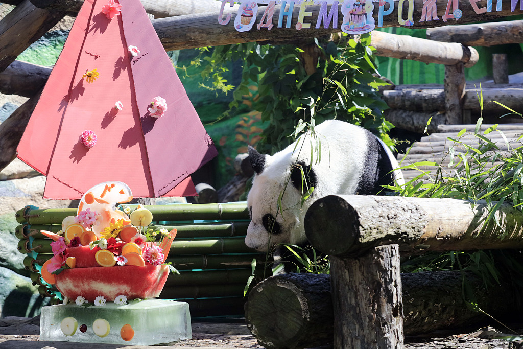 Giant panda Ding Ding walks towards a special cake made for her and Ru Yi’s birthday at Moscow Zoo in Russia, July 30, 2023. /CFP