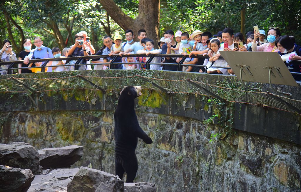 A photo taken on October 5, 2021, shows a sun bear greeting visitors by standing upright on its slender hind legs. /CFP