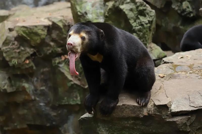 A file photo of a sun bear shows its exceptionally long tongue. /CFP