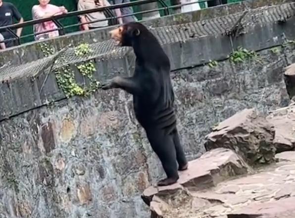 A screenshot of a trending video that many suspect is a human disguised as a sun bear due to the folds of skin on its back and its slender hind legs. /Screenshot