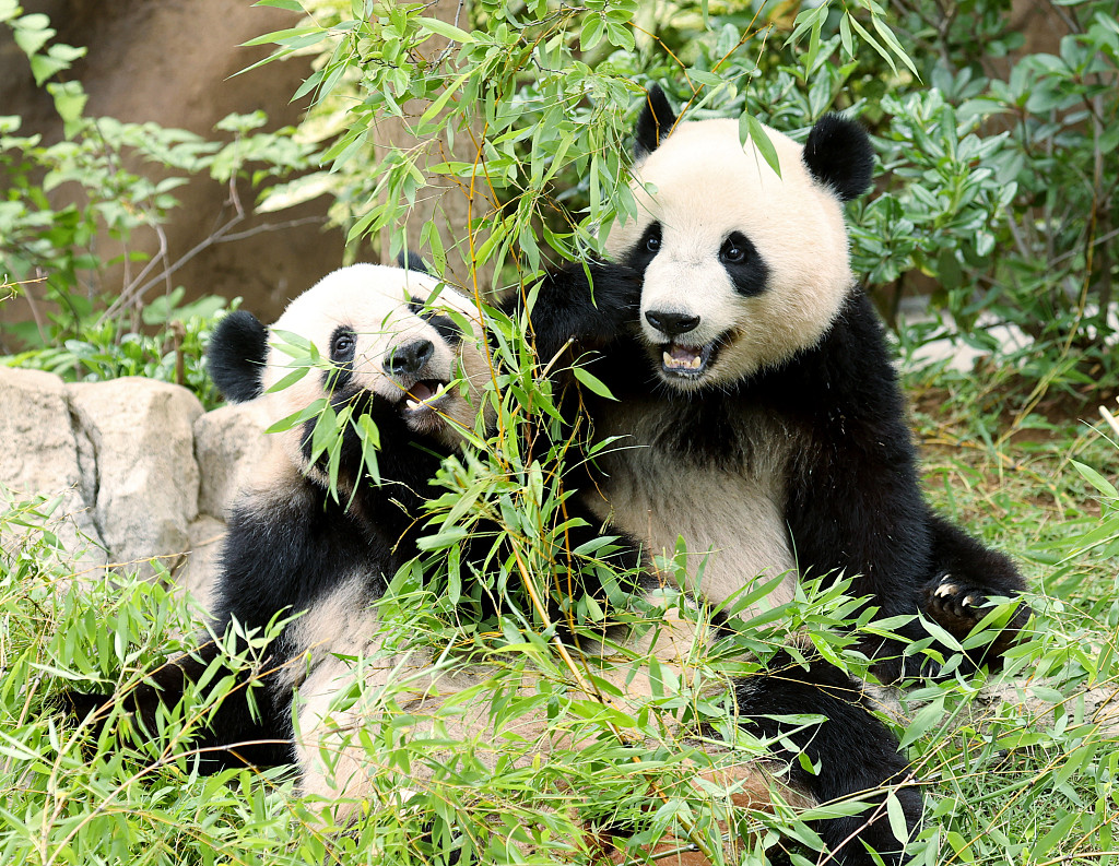 Twin giant panda cubs Lei Lei (left) and Xiao Xiao are seen at Tokyo's Ueno Zoo, Japan, on June 23, 2023. Many fans flocked to the zoo even before opening time to celebrate the twin cubs' birthday. /CFP