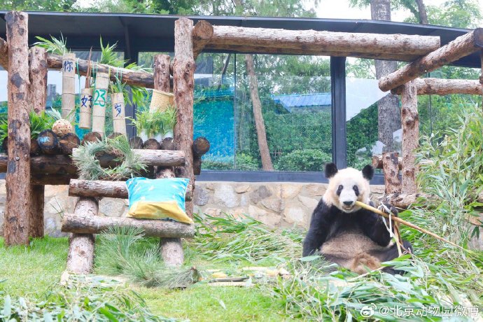 Giant panda Ya Ya celebrates her 23rd birthday at Beijing Zoo, on August 3, 2023.  / Photo courtesy: Beijing Zoo