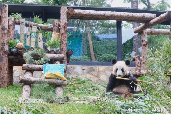 Giant panda Ya Ya celebrates her 23rd birthday at Beijing Zoo, on August 3, 2023.  / Photo courtesy: Beijing Zoo