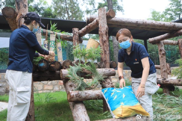 Keepers present a birthday feast to giant panda Ya Ya and decorate her living space with bamboo adornments at Beijing Zoo, on August 3, 2023.  / Photo courtesy: Beijing Zoo