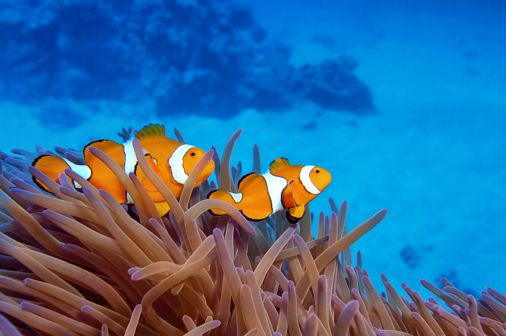 Clownfish in sea anemones of the Great Barrier Reef. /CFP