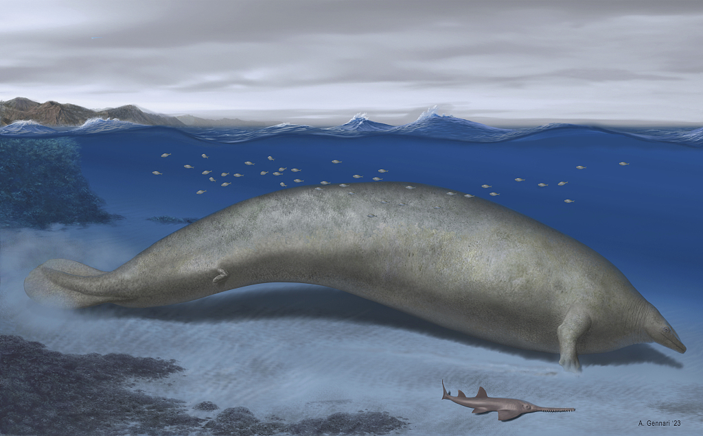 A new species of ancient whale might be the heaviest animal ever found. Researchers describe the new species named Perucetus colossus, or 