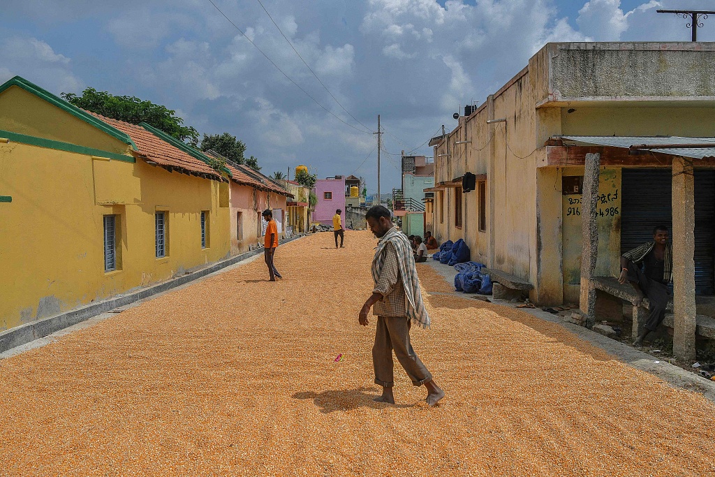 Farmers spread shelled corn kernels for drying on an empty road in Gauribidanur, Karnataka, India, October 11, 2021. /CFP