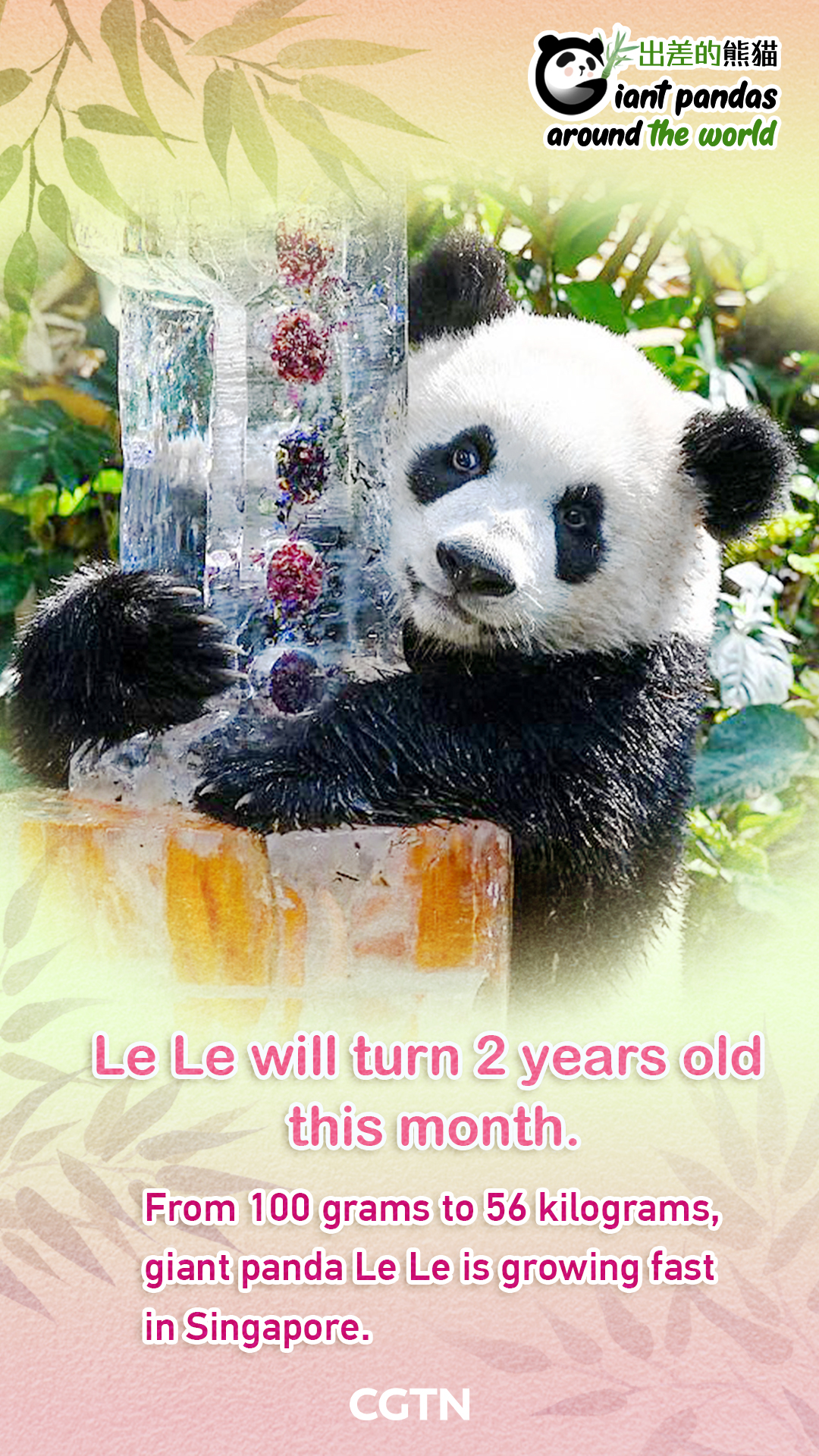 Giant panda Le Le set to turn 2 years old in Singapore