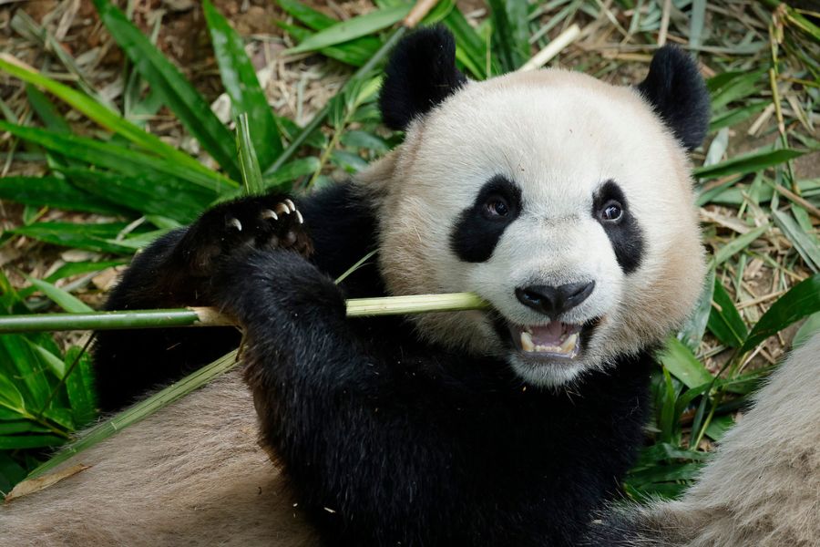 A file photo of Le Le, the first giant panda cub born in Singapore /Photo courtesy: Mandai Wildlife Reserve