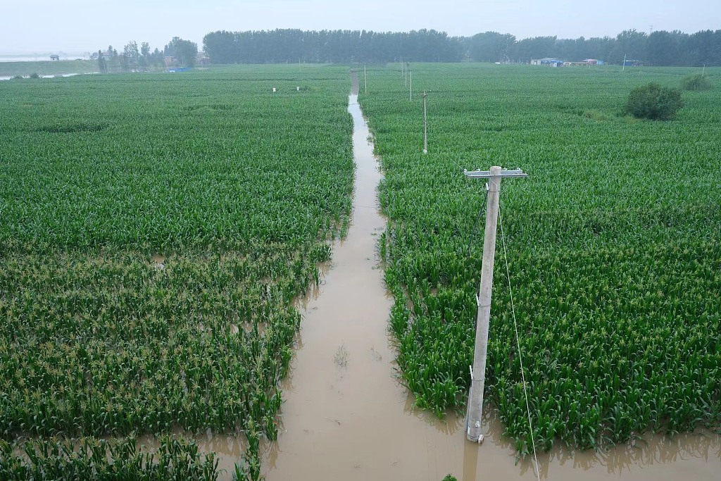 Cropland is submerged by floods in Baoding, Hebei Province, August 5, 2023. /CFP