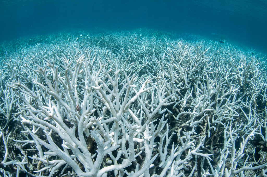 Coral bleaching. /CFP