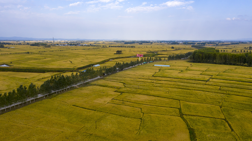 Rice fields in Wuchang City of Heilongjiang Province, northeast China on September 19, 2021. /CFP