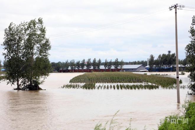 Flooded rice fields  in Wuchang City of Heilongjiang Province, northeast China on August 5, 2023. /CNR