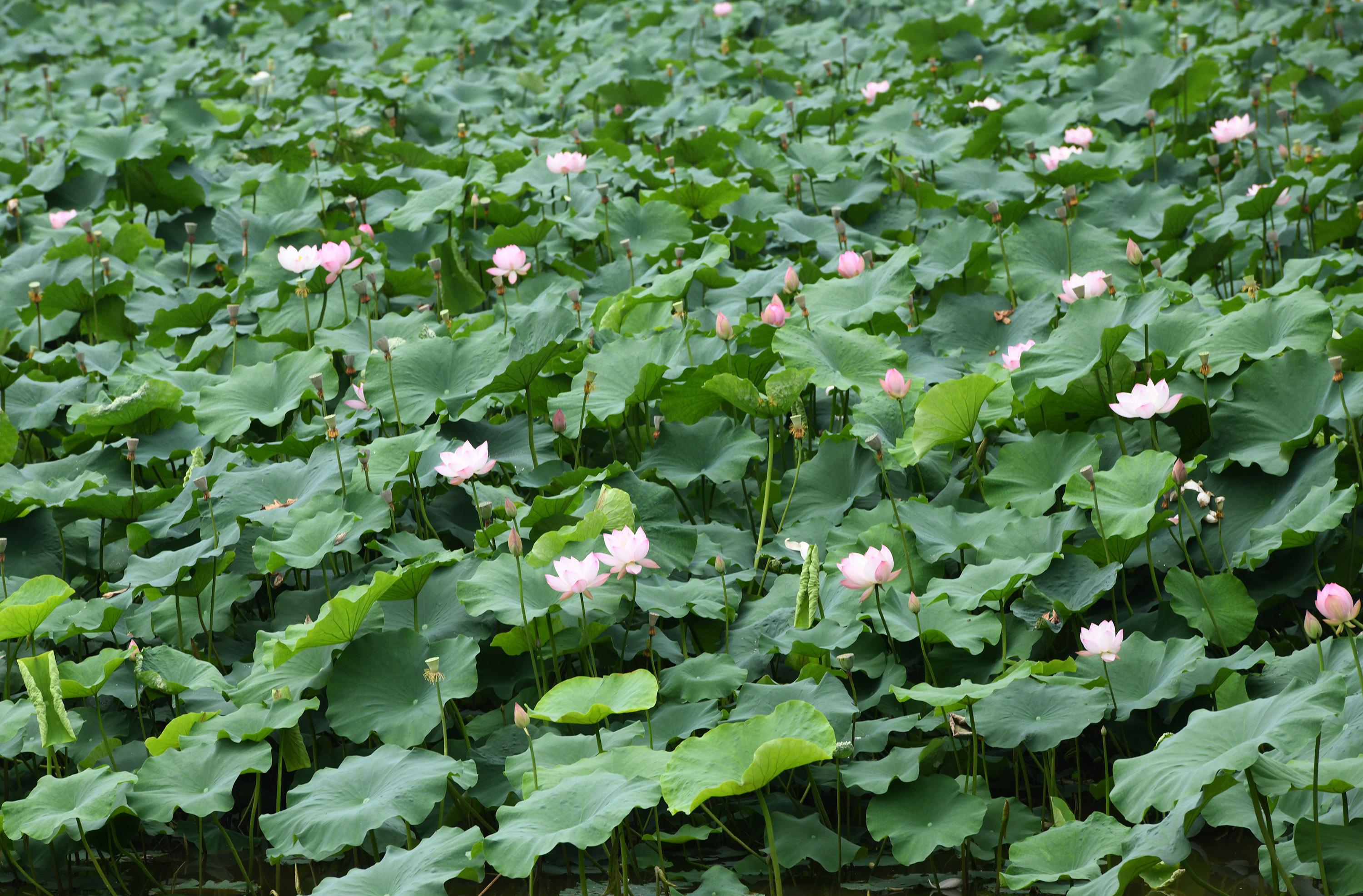 Blossoming lotus flowers are captured at a local park in Chongqing Municipality, June 8, 2023. /CNSPHOTO