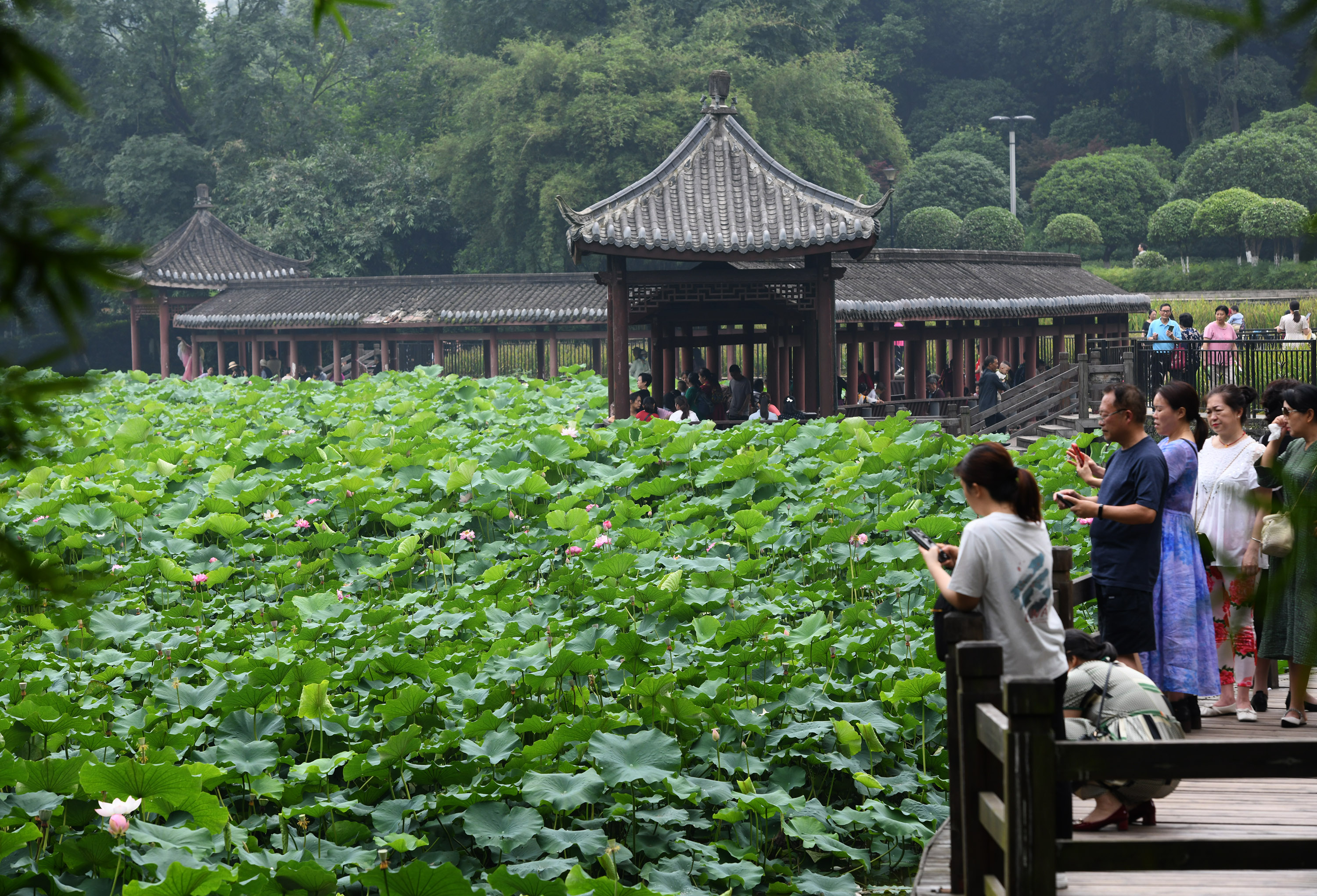 Visitors take photos of the blossoming lotus flowers at a local park in Chongqing Municipality, June 8, 2023. /CNSPHOTO