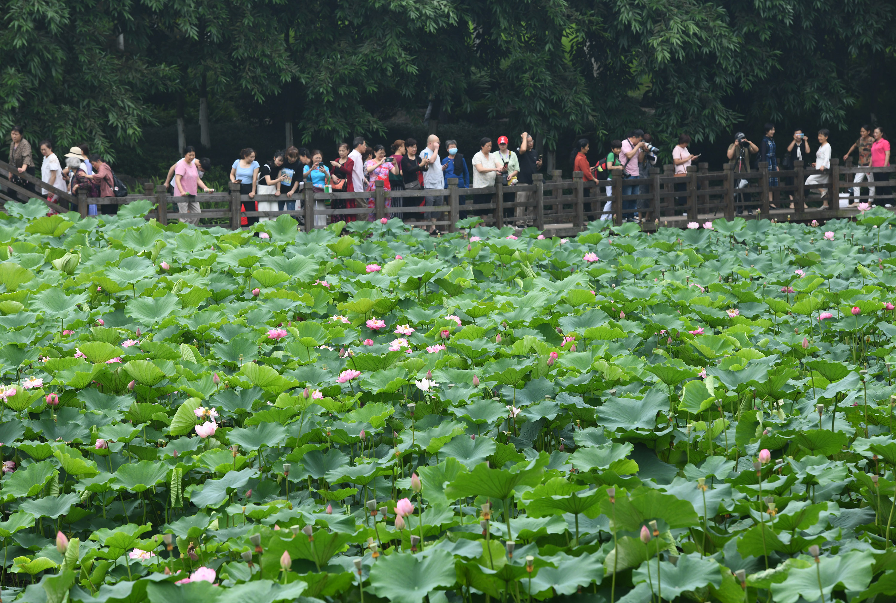 Residents flock to a park to appreciate the blossoming lotus flowers in Chongqing Municipality, June 8, 2023. /CNSPHOTO