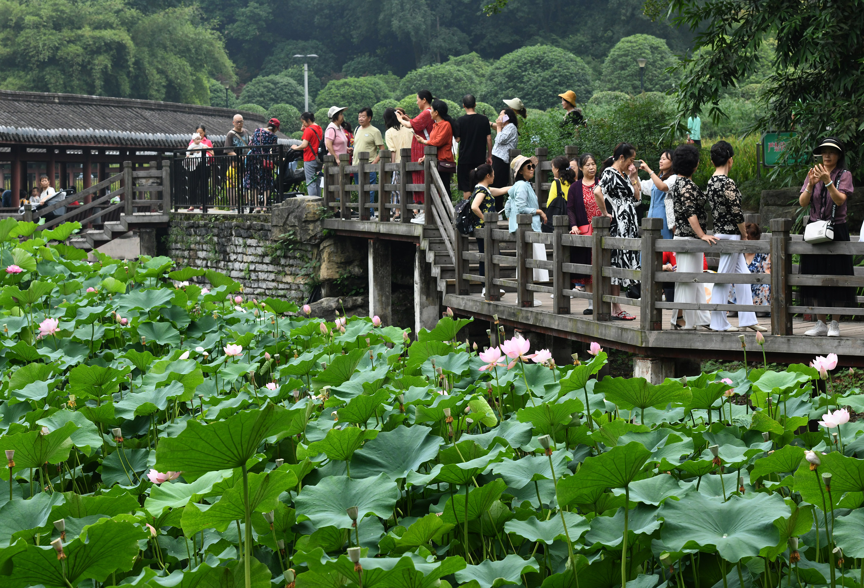 Visitors take photos of the blossoming lotus flowers at a local park in Chongqing Municipality, June 8, 2023. /CNSPHOTO