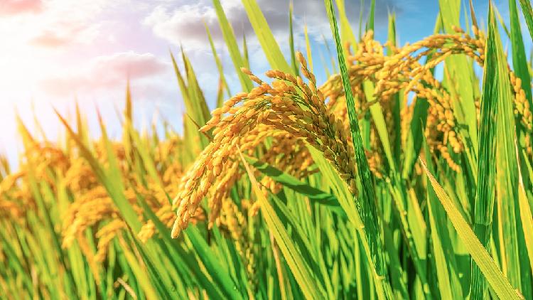 Chinese Researchers Discover Key Gene For Rice Yield Increase - CGTN