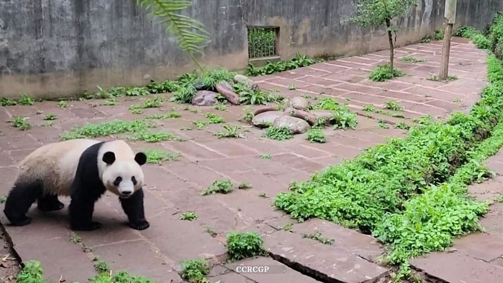 Giant panda Xiang Xiang plays hide-and-seek with its breeders after a bamboo snack at the Bifengxia panda base under the China Conservation and Research Center for the Giant Panda (CCRCGP) in Ya'an City, southwest China's Sichuan Province, July 11, 2023. /CFP
