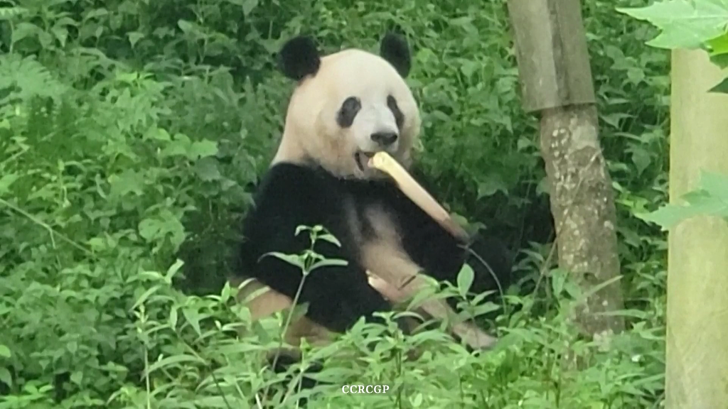 Giant panda Xiang Xiang enjoys bamboo at the Bifengxia panda base under the China Conservation and Research Center for the Giant Panda (CCRCGP) in Ya'an City, southwest China's Sichuan Province, July 11, 2023. /CFP