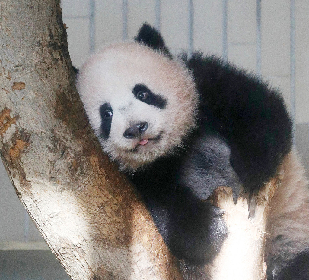 Giant panda Xiang Xiang plays hide-and-seek with breeders - CGTN