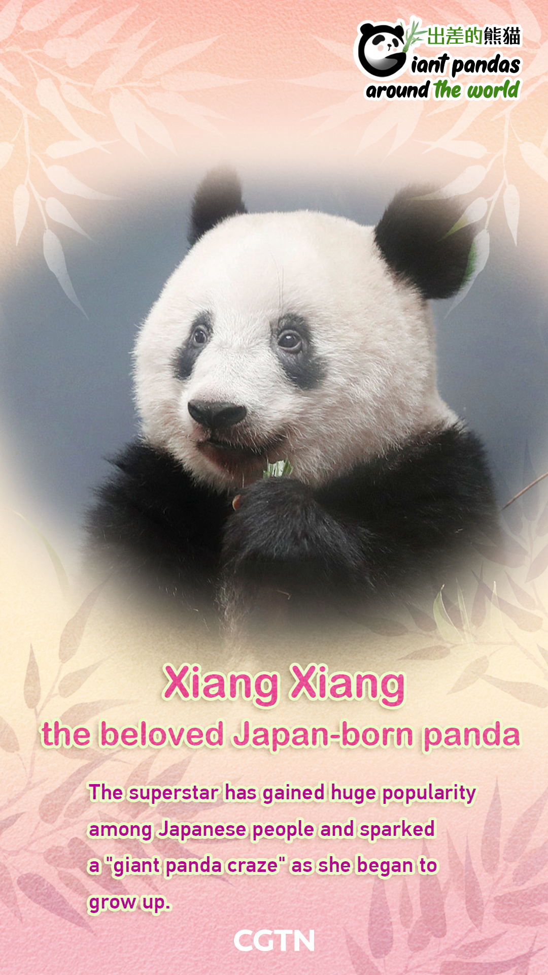 Giant panda Xiang Xiang plays hide-and-seek with breeders