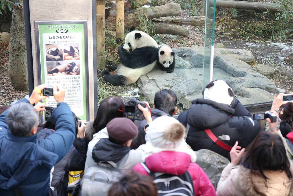 A photo taken on February 1, 2018 shows visitors flocking to see Xiang Xiang (right) and her mother, Shin Shin, at Tokyo's Ueno Zoo, Japan. /CFP
