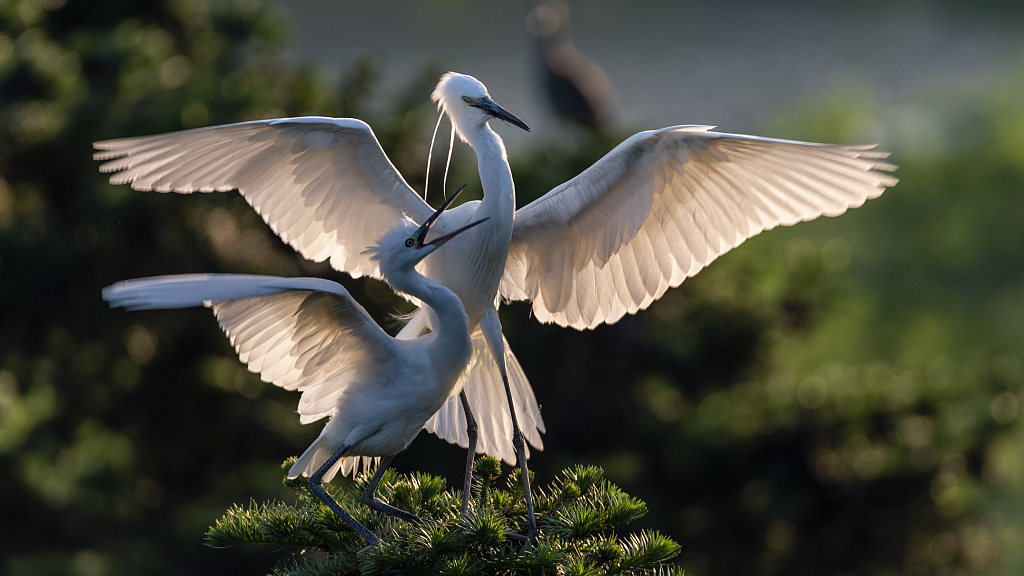 Live: Into the world of egrets at Caofeidian Wetland