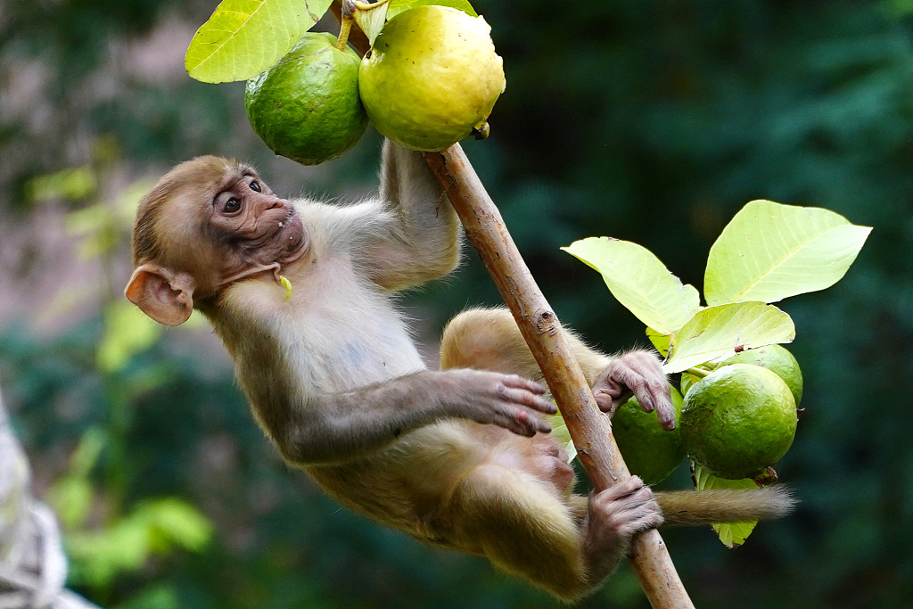 A monkey eats guava in a residential area in Ajmer, Rajasthan, India, on August 3, 2023. /CFP