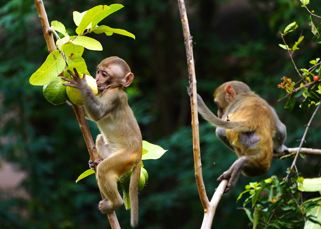 A monkey eats guava in a residential area in Ajmer, Rajasthan, India, on August 3, 2023. /CFP