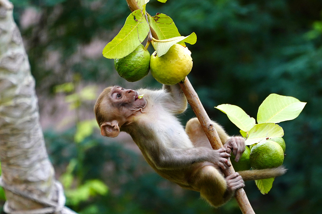 A monkey eats guava in a residential area in Ajmer, Rajasthan, India, on August 3, 2023. /CFP