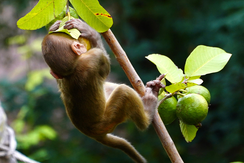 A monkey eats guava in a residential area in Ajmer, Rajasthan, India, on August 3, 2023. /CFP