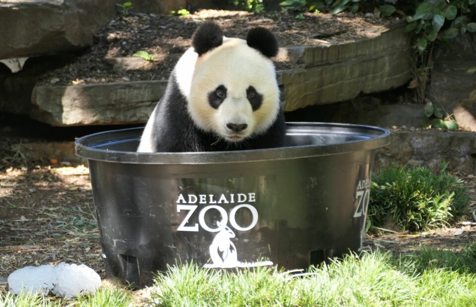 Giant panda Wang Wang cools off in a basin at Adelaide Zoo. According to the zoo’s social media posts, Wang Wang enjoys bubble baths. /Photo courtesy of Adelaide Zoo