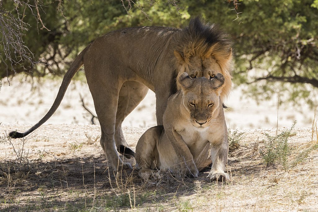 An undated photo taken by Sharlene Cathro in the Kgalagadi Transfrontier Park, South Africa, shows a lioness biting the ear of a male lion in anger after being pursued for hours. /CFP